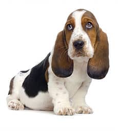 basset hound puppies for sale
